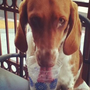 Meet your Posher, Gabe